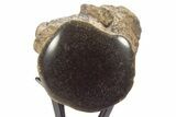 Polished Fossil Mosasaur Vertebra w/ Metal Stand - Texas #335050-3